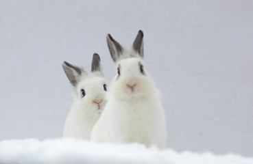 two white rabbits in the snow © serikbaib