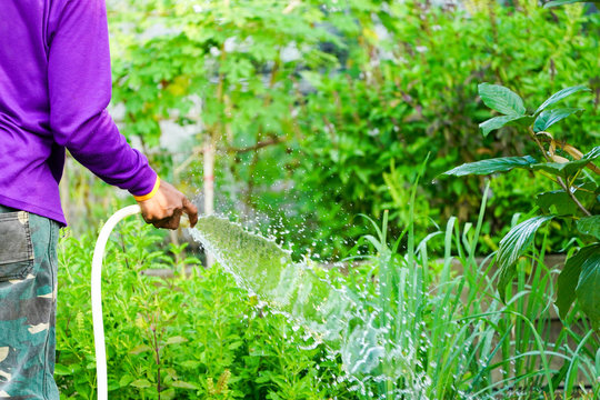 Graden worker taking care the plant in the garden.