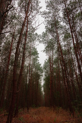 Ein Wanderpfad führt in Niedersachsen durch einen herbstlichen Laubwald