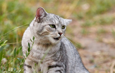 A gray cat with bright green eyes carefully looks at the person. Close-up of an angry face on green background