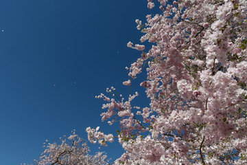 Japanische Blütenkirsche