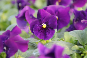 Purple pansy flowers