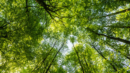 tree tops in forest