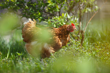 Hen in the summer garden in the background of green vegetation.
