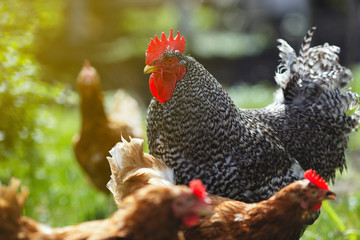 Rooster with hens in the summer garden in the background of green vegetation.