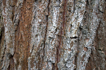 Colorful tree bark in nature. textured, organic.