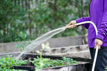 Graden worker taking care the plant in the garden.