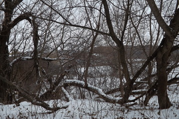 tree in winter