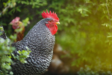 A large rooster on a farm against a background of green vegetation closeup.