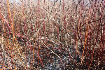 red reeds in the forest