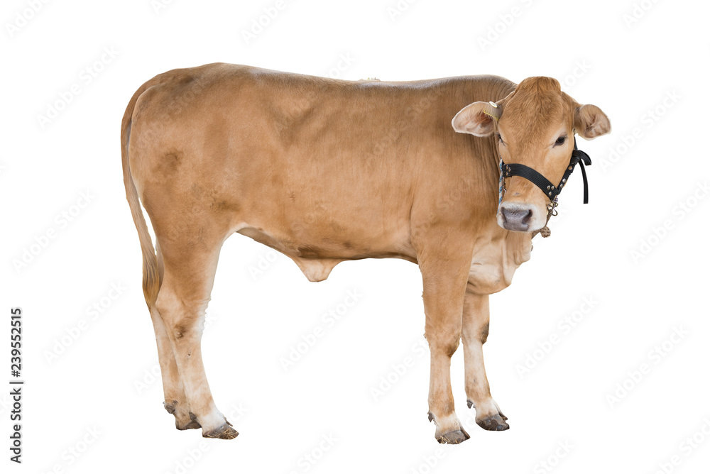 Wall mural good brahman cow isolate on white background,this has clipping path