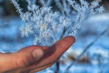 The frost on the branches. The woman's hand gently touches the sharp needles of frost on the branch...