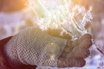 The frost on the branches. The hand of a woman in a glove gently touches the sharp needles of frost on a branch in the sun close-up. Beautiful winter seasonal natural background. Toning.