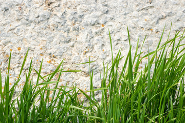 Obraz na płótnie Canvas Green fresh roadside grass against the background of a concrete wall.