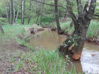 stream in forest