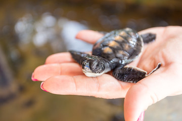 Baby sea turtle, Sri Lanka
