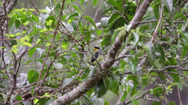 Swallow-tailed Cotinga perched on branch scene. Video recorded in Vargem Alta, Esp&iacute;rito Santo - Southeast of Brazil. Atlantic Forest Biome.