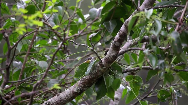 Swallow-tailed Cotinga perched on branch scene. The bird shakes its head and looks around. Video recorded in Vargem Alta, Esp&iacute;rito Santo - Southeast of Brazil. Atlantic Forest Biome.