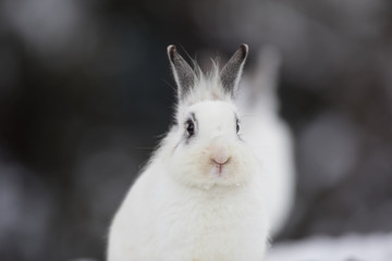 white Easter bunny in the winter in the snow