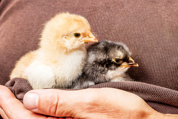 Two newborn chicks in a woman's hands. Breeding of bird on a farm_