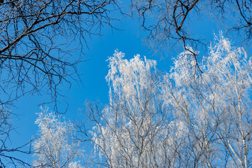  Through the treetops you can see the blue sky. Crowns of birches in winter are covered with frost against the blue sky. Winter background.