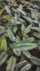 Obraz na płótnie Canvas background of dry leaves