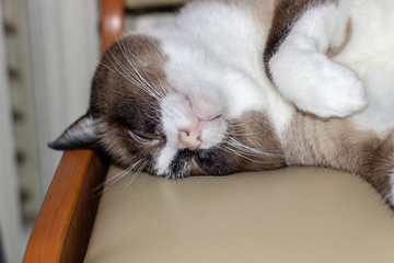 Striped cat stands on the sofa