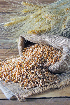 wheat grains and spikelets of wheat