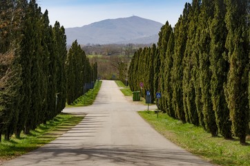 Fototapeta na wymiar Tipico viale alberato con cipressi in Toscana