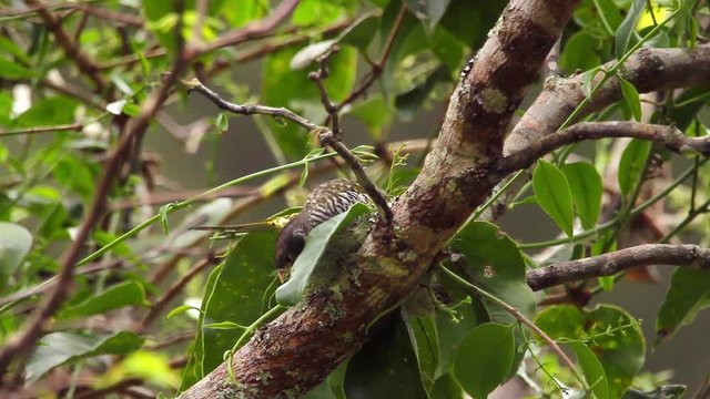 Swallow-tailed Cotinga perched on branch scene. Video recorded in Vargem Alta, Esp&iacute;rito Santo - Southeast of Brazil. Atlantic Forest Biome.