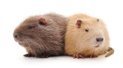 Two beautiful nutria.