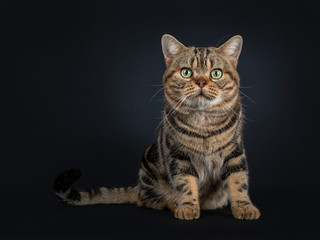 Obraz na płótnie Canvas Handsome young adult black tabby American Shorthair cat sitting facing front. Looking straight at lens with yellow / green eyes. Isolated on a black background.