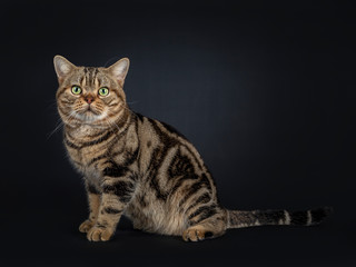 Handsome young adult black tabby American Shorthair cat sitting side ways. Looking straight at lens with yellow / green eyes. Isolated on a black background.