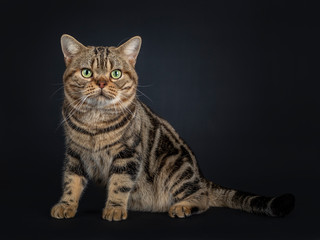 Fototapeta na wymiar Handsome young adult black tabby American Shorthair cat sitting side ways. Looking straight at lens with yellow / green eyes. Isolated on a black background.