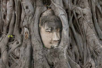 Cabeza de Buda entre raices, Ayutthaya, Tailandia