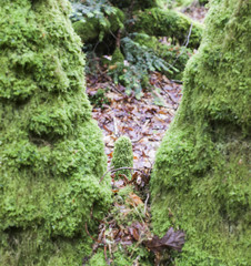 Green detail deep in the famous heritage forest of Huelgoat in Brittany, France