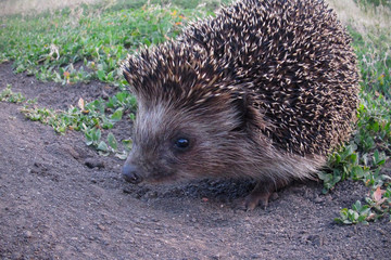 Cute hedgehog sitting on the green grass in the evening