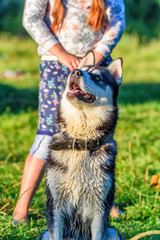 Portrait of a Siberian Husky with a girl.
