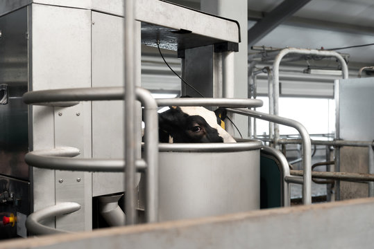 Automated milking system on a dairy farm. Cow being milked by automated milking robot. Agriculture industry, farming and animal husbandry