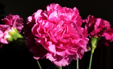pink carnation on black background