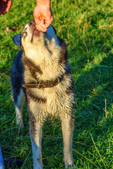 Portrait of a Siberian Husky playing on the grass.