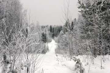 Walk in winter woods.The track for cross-country skiing. Beautiful and unusual roads and forest trails