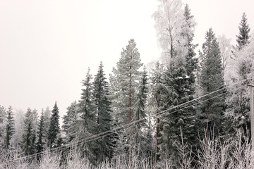 Snowy fir trees in winter forest. Winter landscape. Frosrty day