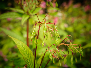 Seed Pods of Himalayan Balsam, a fast-growing and invasive non-native species which smothers other plants along river banks and streams.