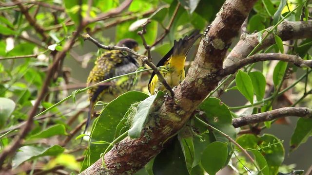 Swallow-tailed Cotinga perched on branch scene. Video recorded in Vargem Alta, Esp&iacute;rito Santo - Southeast of Brazil. Atlantic Forest Biome.