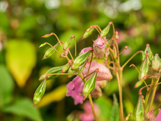 Himalayan Balsam is a fast-growing and invasive non-native species smothers other plants along river banks and streams.