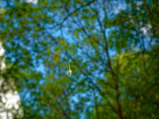 little yellow flower in the web in summer
