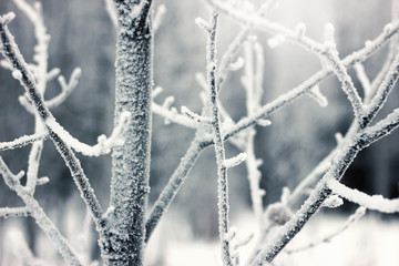 Snow-covered branches of the yves. Frost on the trees. The hoarfrost on branches in winter scenery.
