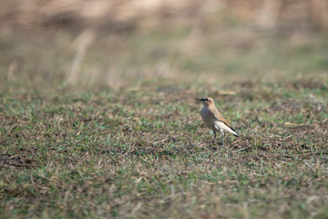 bird on grass