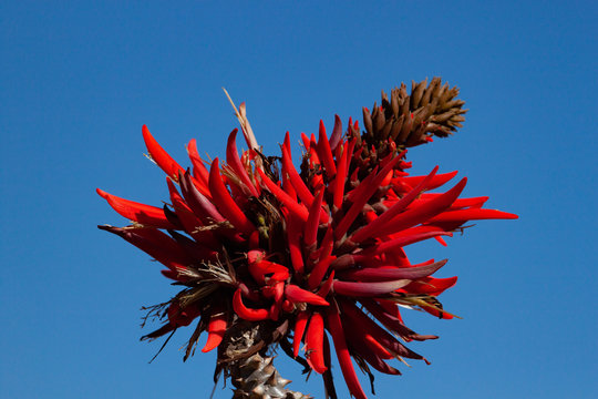 Recurved Thorns  of Erythrina Speciosa flower against blue sky.